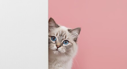 Charming ragdoll cat peeking from behind a white wall with curious blue eyes