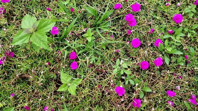 Top pan shot of Purple Portulaca, Moss Rose or Sun Rose flowers in full bloom during morning light