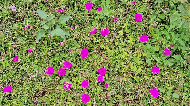 Top pan shot of Purple Portulaca, Moss Rose or Sun Rose flowers in full bloom during morning light