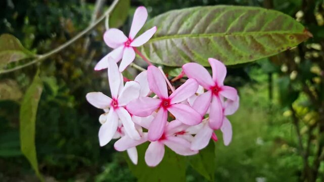 A closeup video of Shrub Vinca or Pink Gardenia, Kopsia fruticosa in full bloom during the summer