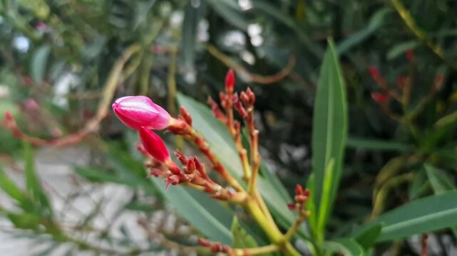 Closeup of Nerium oleander flower or Kaner or Arali used in Hindu religious rituals and symbolism