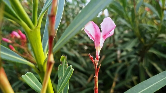 Closeup of Nerium oleander flower or Kaner or Arali used in Hindu religious rituals and symbolism