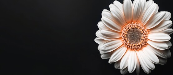A fully bloomed white gerbera daisy flower with sufficient space for copying in photography