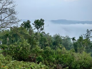 Trees in the forest surrounded by mist and mountain