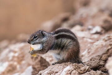 Cute Squirrel Eating on Fuerteventura Island