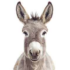 Obraz premium playful mule png donkey with personality png charming donkey png lively farm animal png cute donkey png white background image
