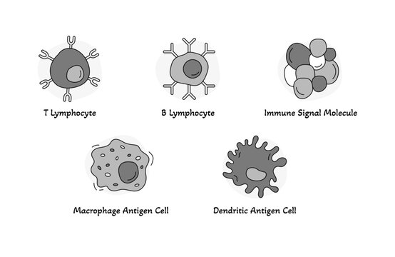 Immune System Cell Icons for Biology Education – T Cell, B Cell, Antigen Presenting Cells, and Cytokines
