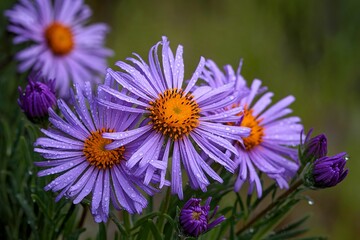 Obraz premium Autumn Aster flowers with water drops. beautiful autumn Aster flower with blurry green background
