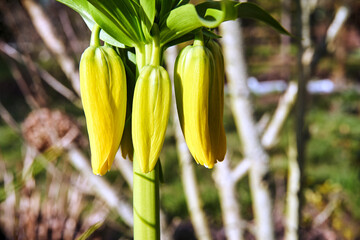 yellow flowers imperial crown in garden in early spring