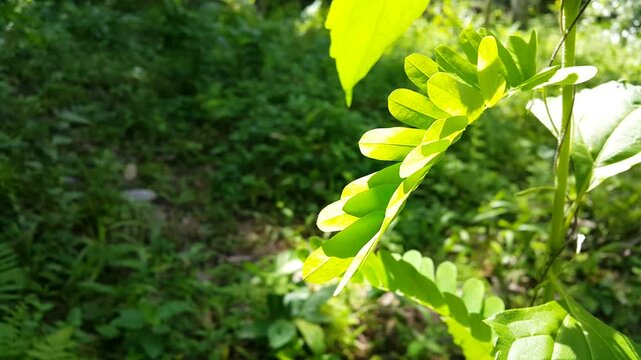 A view of abrus (cantoniensis) leaves blown by the breeze and lit by the hot sun. 4k footage focused on the foreground. Perfect for a documentary about the beauty of the tropical rainforest.