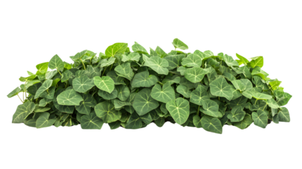Kudzu Plant Isolated on White Background for Design Projects