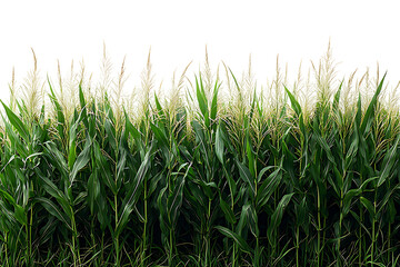 Obraz premium Abundant Cornfield with Green Leaves and Silks Against a Dramatic Black Backdrop