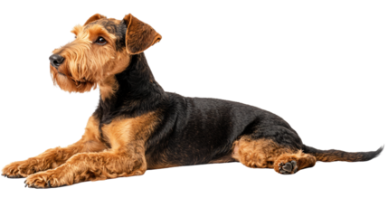 Airedale Terrier Dog Isolated on White Background for Stock Photos