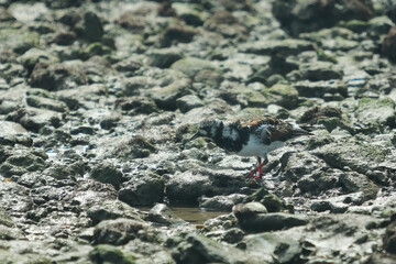  Turnstone Among the Stones – Forager of the Tides
