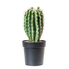 Green Cactus Plant With Sharp Spines In A Black Pot Isolated On A Transparent Background