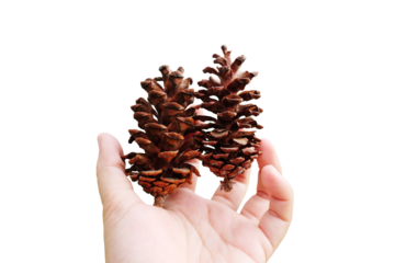 woman Hands holding couple dried pine cones