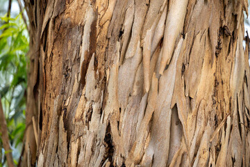 Peeling Eucalyptus Bark in Madeira