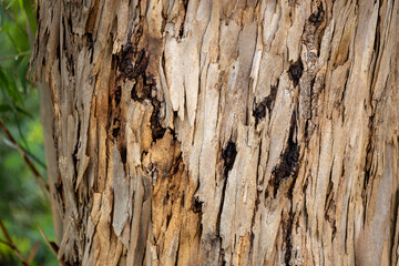 Peeling Eucalyptus Bark in Madeira