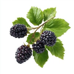 Blackberries on a branch isolated on white background