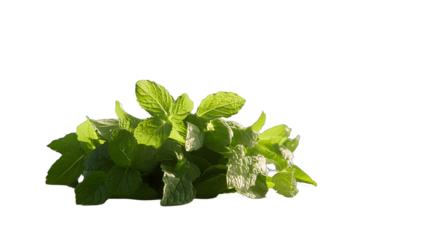 isolate Harvesting fresh mint leaves home kitchen food photography bright environment close-up view culinary inspiration isolate