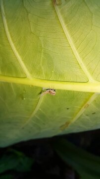 4k vertical footage of a tiny planthopper nymph long tail (Scolypopa australis) resting on a plant leaf. Perfect for documentaries on tropical rainforests and World Environment Day on June 5.