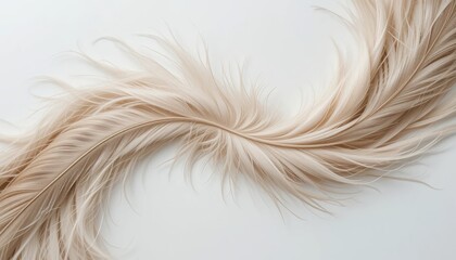 Fototapeta premium Elegant feather arrangement studio photography minimalist environment close-up view nature inspiration for fashion and decor
