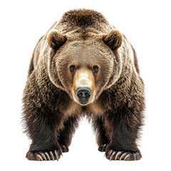 Obraz premium Wild bear png grizzly bear png forest predator png powerful animal png brown bear png wildlife beast png nature mammal png strong bear png white background image