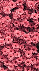 Pink Flower Background Floral Texture Chrysanthemum Blossom Petals