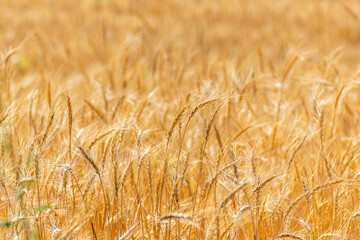 golden harvest detail of ripening wheat ears. Background texture for agriculture cereal concept