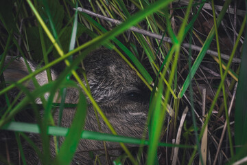 Fawn Hiding in Tall Green Grass