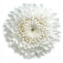 Close-up of a pristine white flower