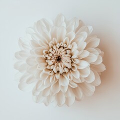Soft, delicate flower