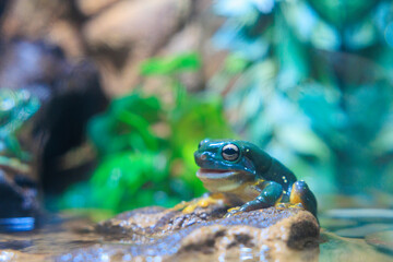水面から顔を出すカエル