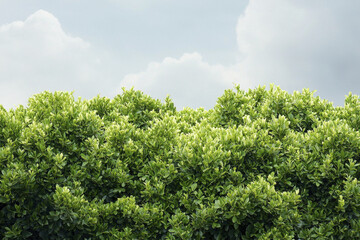 Vibrant green tree canopy against cloudy sky, showcasing lush foliage and natural beauty
