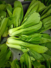 Fototapeta premium Fresh and brightly colored bok choy (pak choi) displayed and sold at the vegetable market