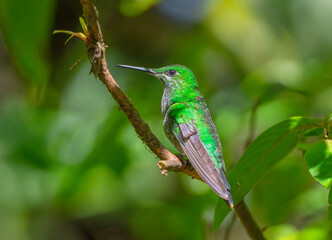 hummingbird standing on the branch