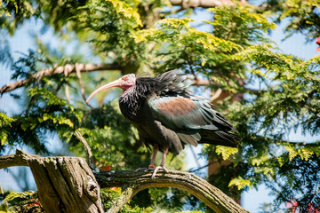 Bald Ibis, African gregarious bird