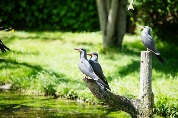Inca Tern, native to America, close-up