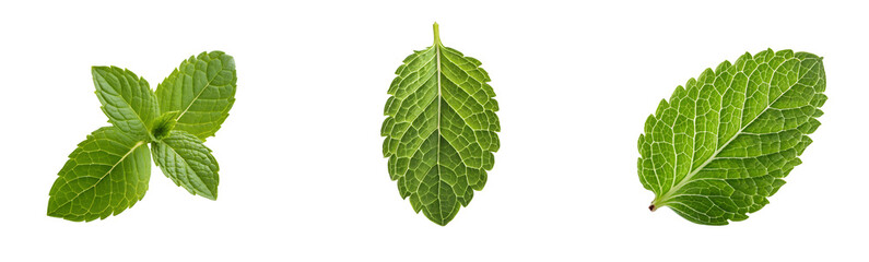 Obraz premium Fresh and Vibrant Green Mint Leaves Isolated on White Background