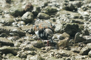 Precision at Work – Turnstone Feeding Among the Rocks