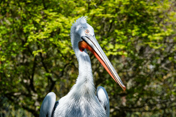 Dalmatian Pelican Close-up at the Shore of a Lake