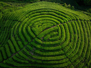 Aerial view of beautiful tea crop terrace landscape in China