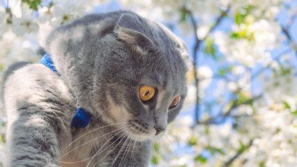 Gray british lop-eared cat with a blue leash on a background of white blossoming tree flowers