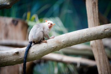 The Silver Marmoset living in the Brazilian rainforest