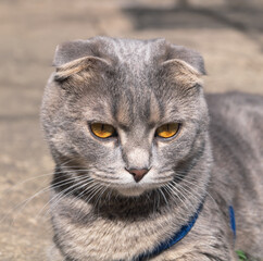 Gray british shorthair cat with a blue leash lies in the sun outside and looks at the camera