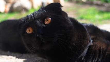 British shorthair black cat with a leash looking towards the camera. British shorthair black cat with orange eyes