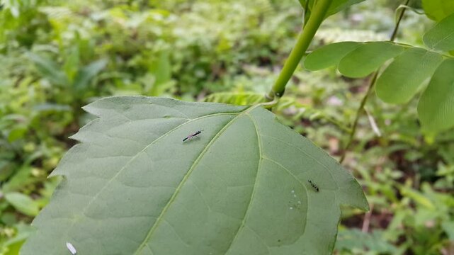 Aesthetic footage of rose stem sawfly (Organ pipe mud dauber) resting on leaves carried by the wind. 4k footage focus on foreground. Perfect for a documentary about the beauty of tropical rainforests.