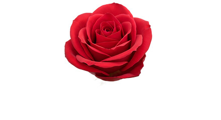 Fototapeta premium A single red rose with its petals fully open against a stark black background in a studio setting