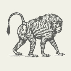 Hamadryas Baboon. Vintage woodcut engraving linocut style vector illustration.