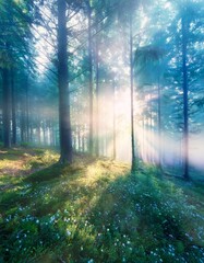 Obraz premium 柔らかな霧が漂う幻想的な森